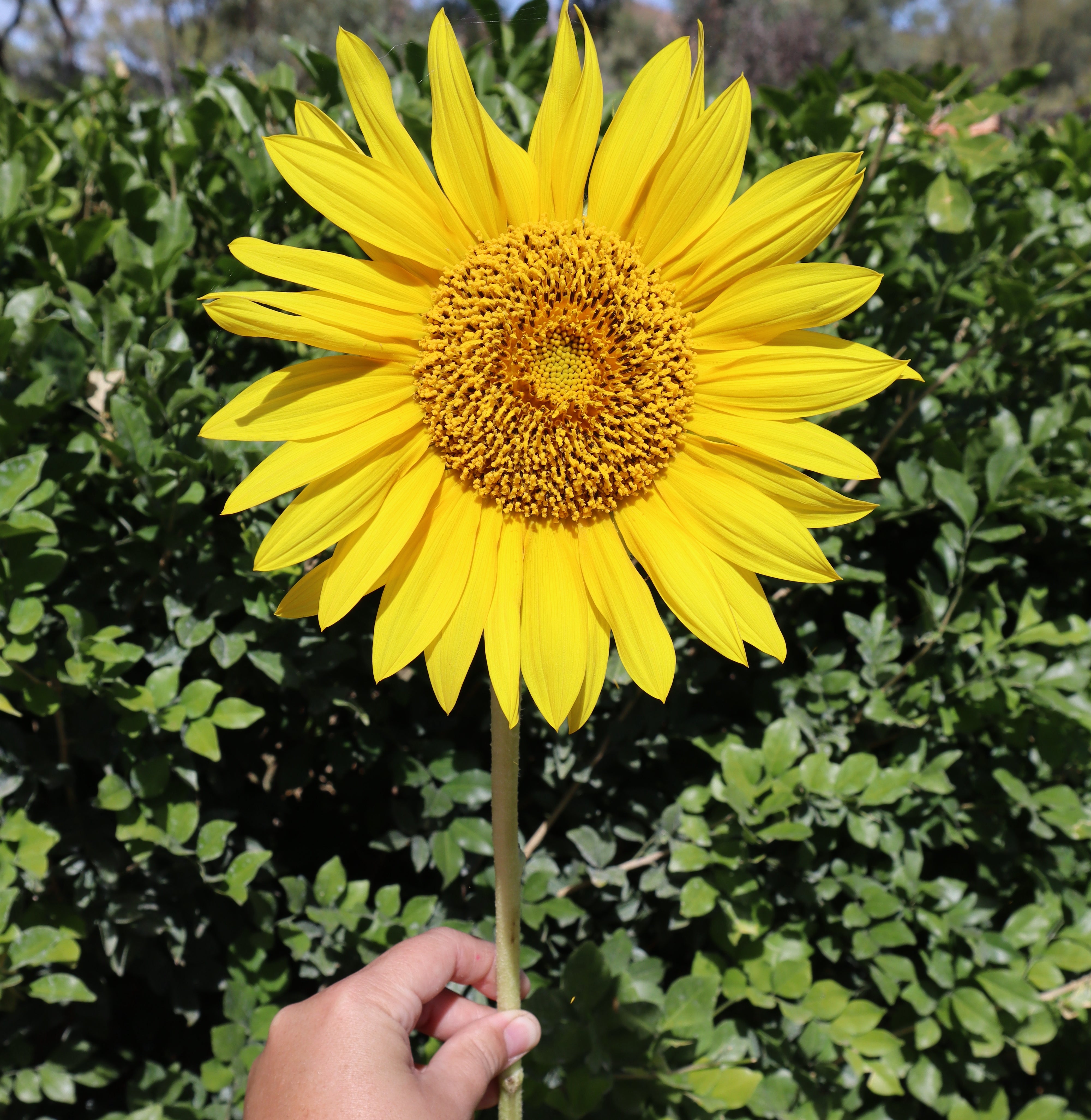 sunflower-seeds-rosebud-station-flower-farm